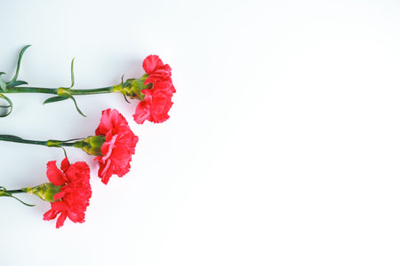 Three red carnations on a white uniform background. Greeting card for the holiday of the great victory of May 9.の写真素材
