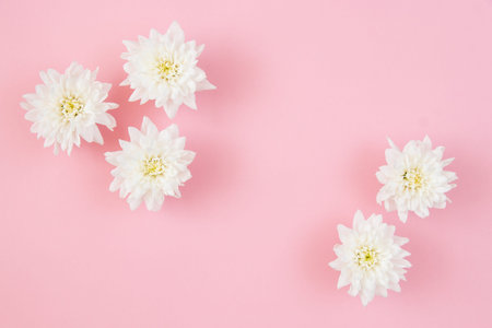 White flowers on a pink pastel background. Festive floral concept with clean text space. flat lay. view from above.の写真素材