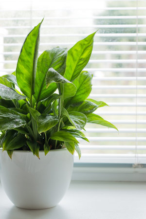 Spaciphyllum is a houseplant. Home floriculture concept.の写真素材