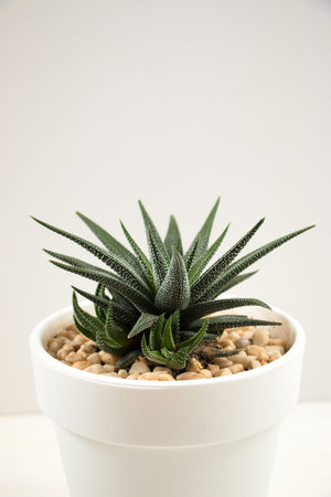 Green succulent plant in a white pot Home floriculture concept.