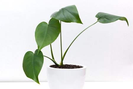 Young older plant in a white pot. Leaf I monstera gourmet on a white background. Stylish and...