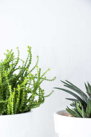 Collection of various succulent plants in white pots. Potted cactus house plants on white shelf against white wall. Home floriculture concept.の写真素材