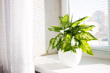 Dieffenbachia tropical plant on a sunny windowsill. Home floriculture concept.の写真素材