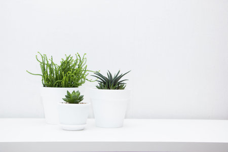 Collection of various succulent plants in white pots. Potted cactus house plants on white shelf against white wall. Home floriculture concept.の写真素材