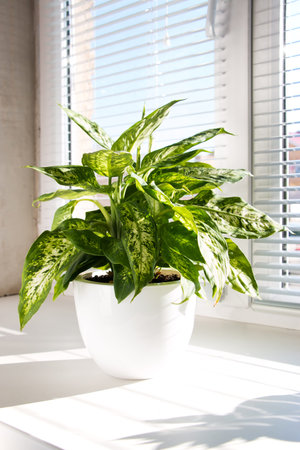 Dieffenbachia tropical plant on a sunny windowsill. Home floriculture concept.の写真素材