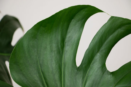 MonsMonstera Deliciosa plant in a white pot indoors. Leaves close up.