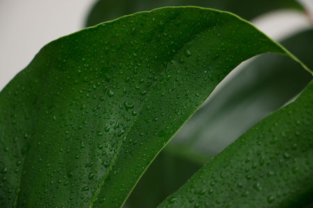 MonsMonstera Deliciosa plant in a white pot indoors. Leaves close up.