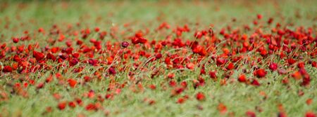 Poppiesの写真素材