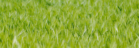 Barleyの写真素材