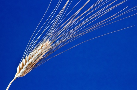 Ear of wheatの写真素材