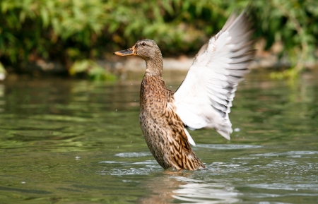 Mallard  female の写真素材