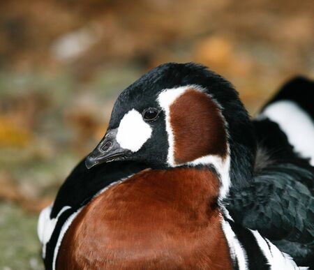 Red-necked gooseの写真素材
