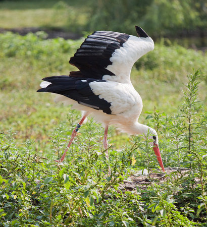 Stork in the swamp