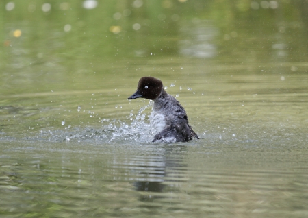 Goldeneye duckの写真素材