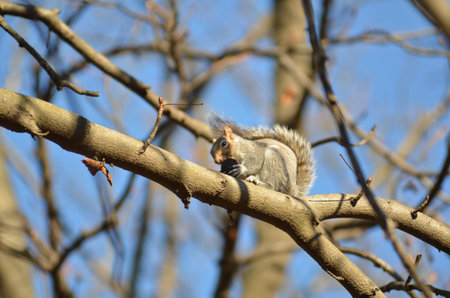 Squirrel eats
