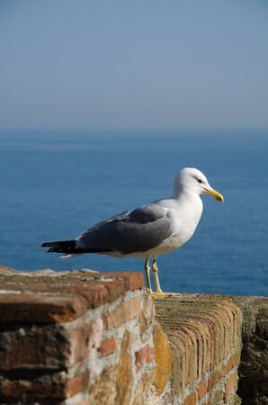 Seagullの写真素材