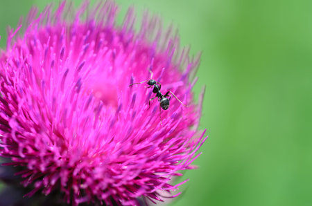 Ant on thistle flowers  Formicidae 