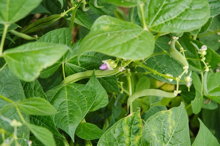 Plant beansの写真素材