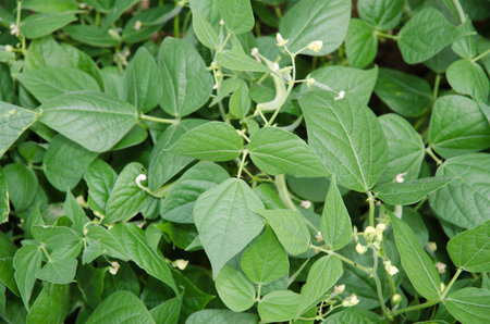 Plant beans
