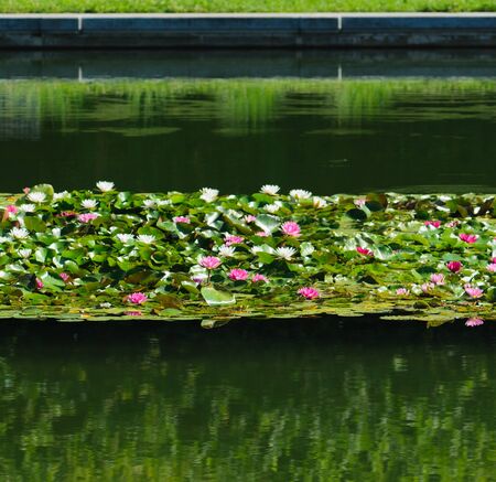 Ninfee - Nymphaee の写真素材