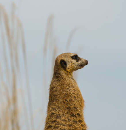 Meerkatの写真素材