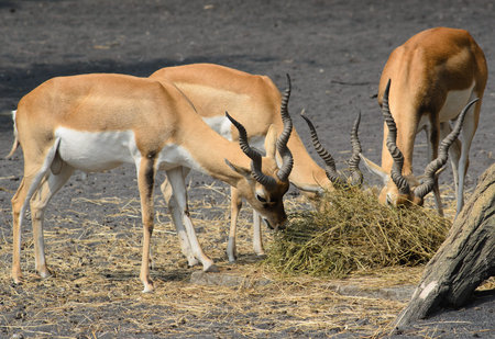 Antelopesの写真素材