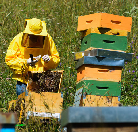 Beekeeper at work