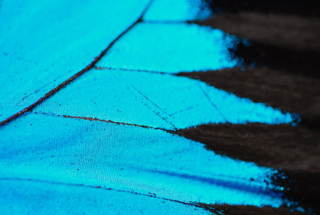 Butterfly wing