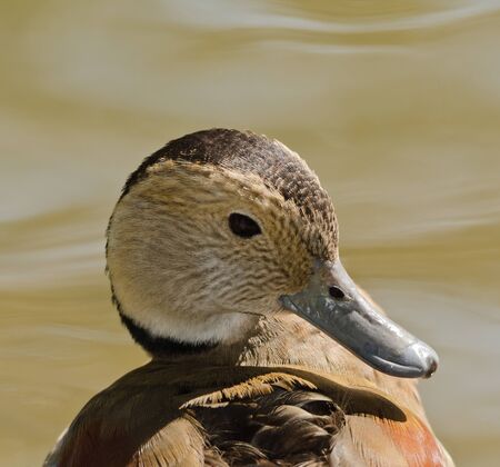 Ringed Tealの写真素材