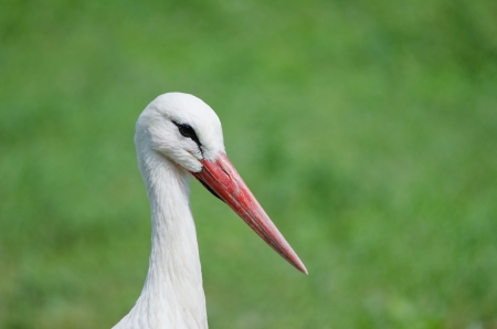 Storkの写真素材