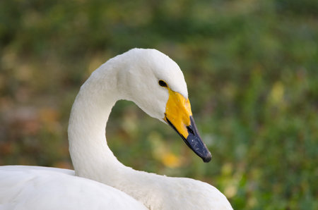 Adult wild swan - Cygnus cygnus