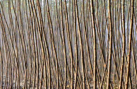 Poplarsの写真素材