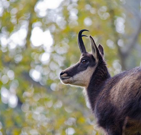 Chamoisの写真素材