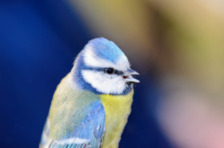  Blue tit - cyanistes caeruleus
