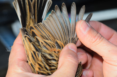 Reed Bunting - Control and ringingの写真素材
