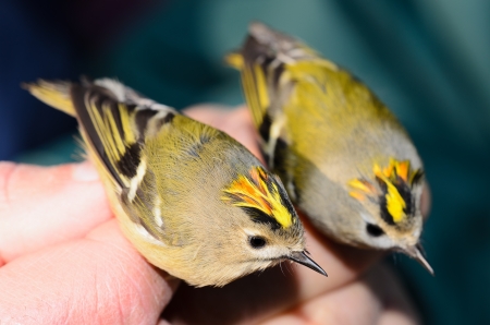Common firecrest  regulus ignicapillus の写真素材