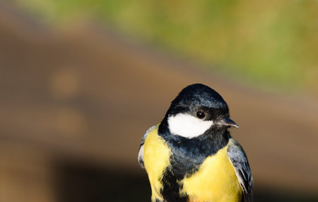 Great Tit - Parus major
