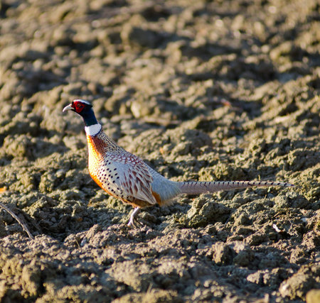 Pheasant