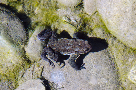 Alpine frog