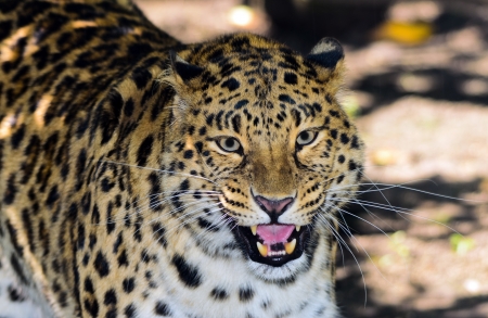 Amur Leopard also said of Manchuriaの写真素材