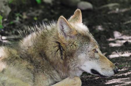 Gray Wolf - Canis lupusの写真素材