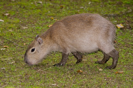 Capybaraの写真素材