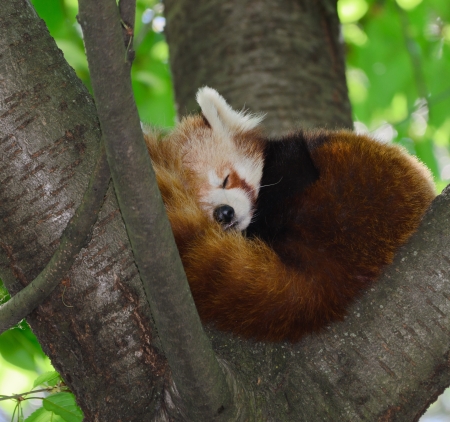 Red Panda or Red panda - Ailurus fulgensの写真素材