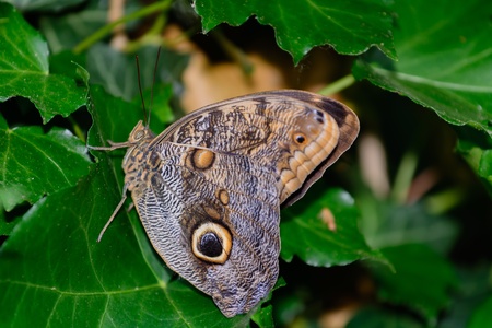 Butterfly Caligo or Owl s Head - Caligo idomeneusの写真素材