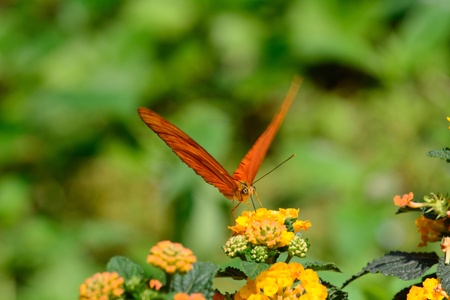 Butterfly Dryas iuliaの写真素材