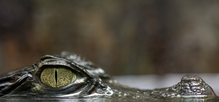 Spectacled caimanの写真素材