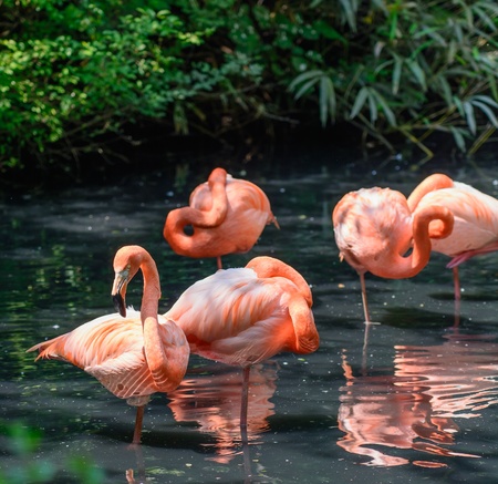 Red flamingos - Phoenicopterus ruberの写真素材
