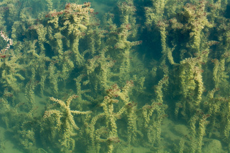 Algae infest the seabed and the surface