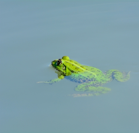 Frog - Pelophylax esculentusの写真素材