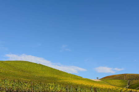 Vineyards of Langhe in Piedmont - Italyの写真素材